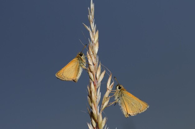 Foto un paio di piccoli skipper