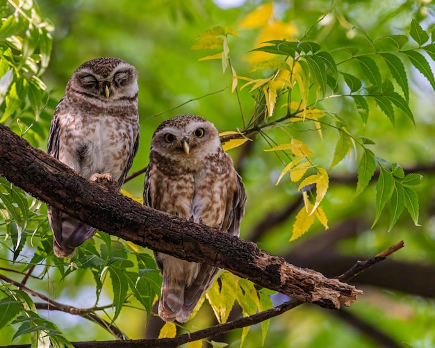 A pair of spotted owls resting on a tree one sleeping other keeping an eye