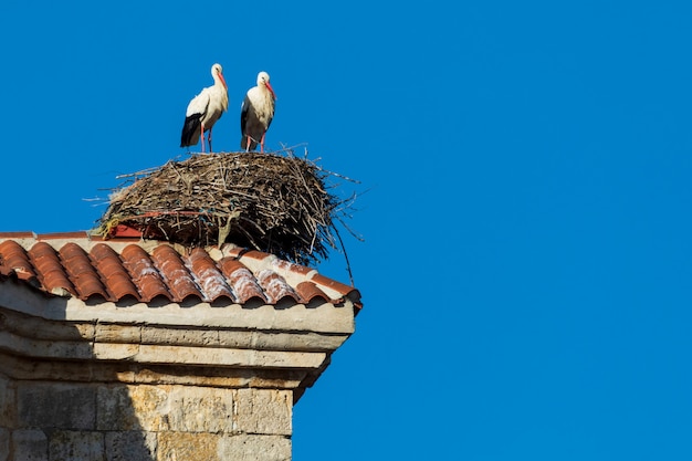 Pair of storks making a nest on the roof of a church. Sunny day and blue sky.