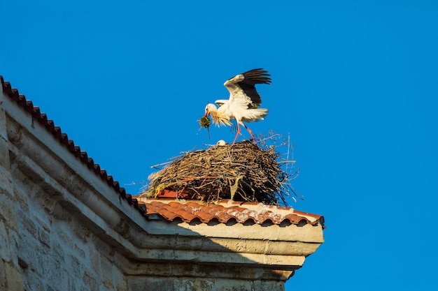 Coppia di cicogne che fanno un nido sul tetto di una chiesa. giornata di sole e cielo blu.
