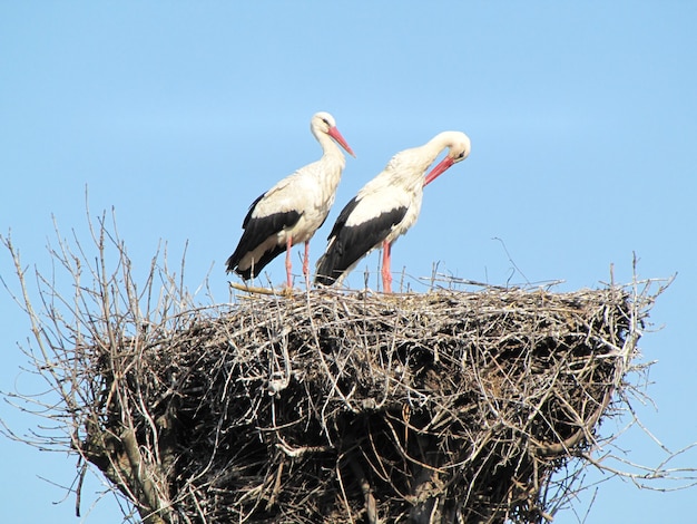 A pair of storks in the nest on the blue sky background