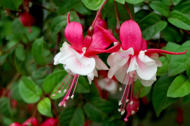 パティオクスコペルーに咲く見事なホットピンクと白のフクシアの花のペア