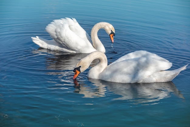 A pair of swans are swimming in the lake