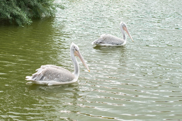 Pair of swans swimming in a pond