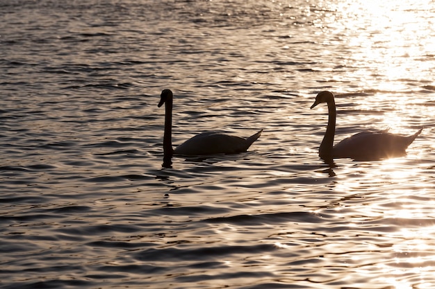 Una coppia di cigni che nuotano all'alba, due cigni in primavera nei raggi dorati