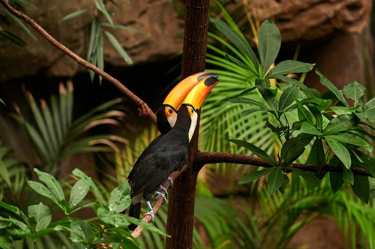 オオハシ科のキツツキ目であるオニオオハシ（Ramphastos toco）のペアが、くちばしを合わせて抱きしめているように見える間、木の枝に腰掛けています。