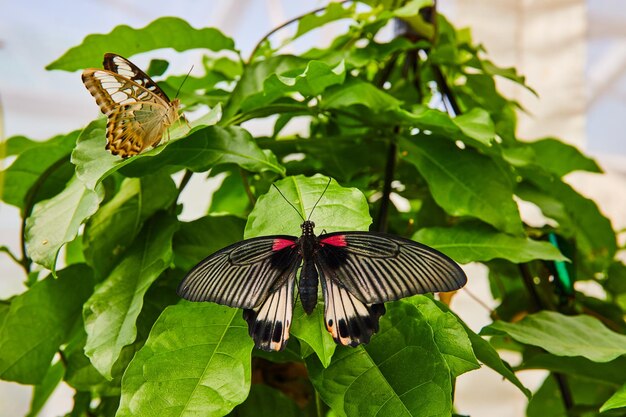 緑の植物にユニークなアジアの蝶のペア