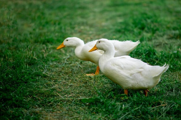 A pair of white geese graze on green grass Breeding of geese poultry free range