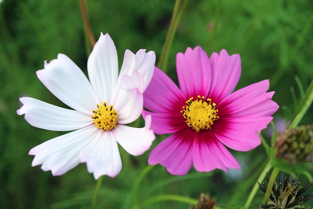 Pair of White and Pink Garden Cosmos or Mexican Aster Blooming in the Field