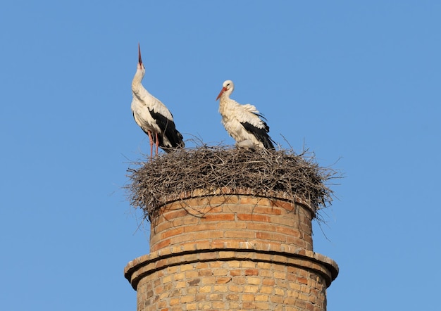 Photo pair of white storks ciconia ciconia in the nest located in an old tower