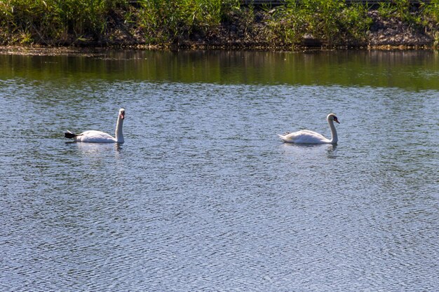 Foto una coppia di cigni bianchi che galleggiano sul lago