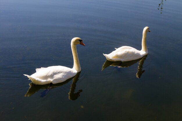 Pair of white swans floating on the lake