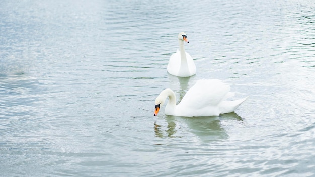 A pair of white swans swim in open water
