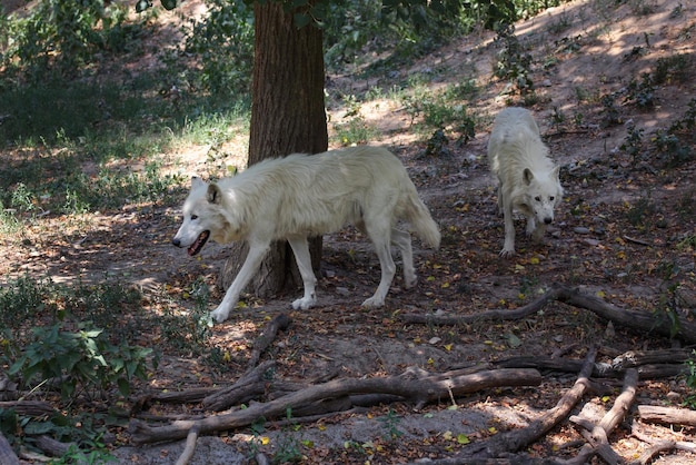 Pair of white wolves (Canis lupus arctos) walking in forest together.