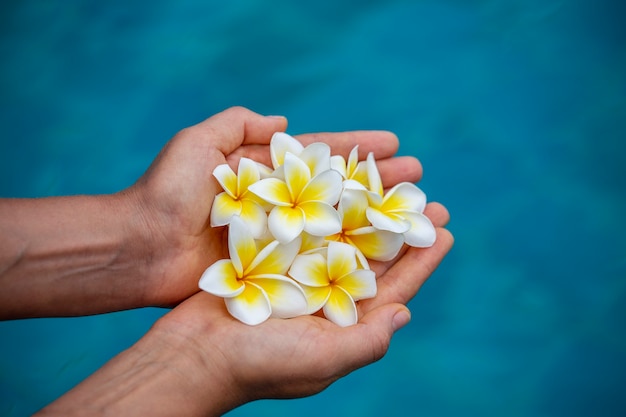 Pair of woman hands holding white fragrant flowers on blue swimming pool background. Girl hands and plumeria tropical flowers. Close up