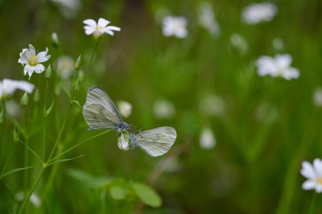 A pair of wood white butterfly macro on a flower two