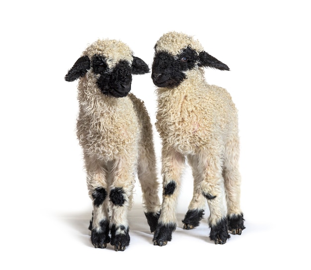 Coppia di agnelli vallese pecora dal naso nero in piedi su bianco