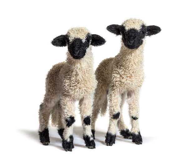 Paire of Lambs Valais Blacknose sheep standing on white