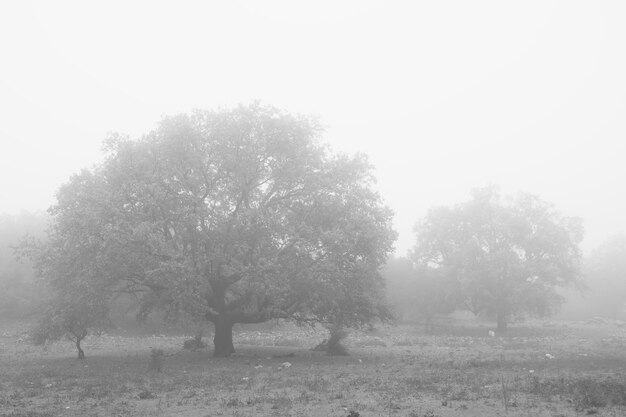 사진 paisaje en la niebla