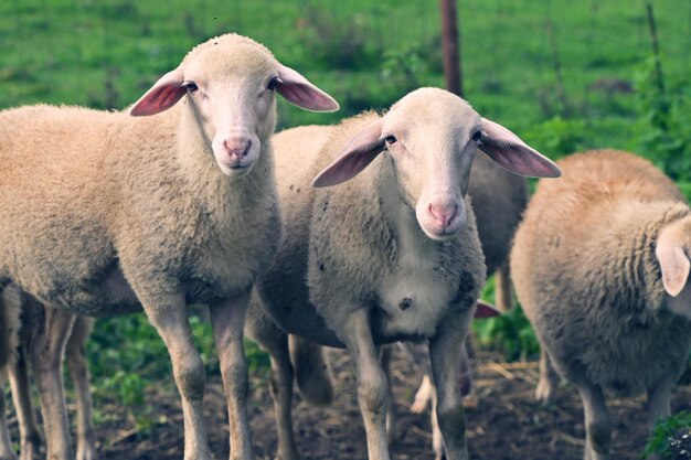 Pait of two lambs posing to camera