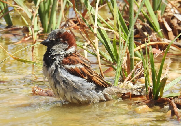 Photo pajarillo durante un bano