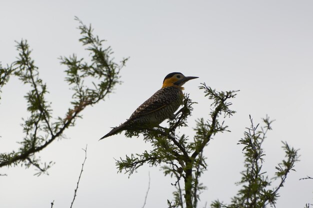 Photo pajaro aves