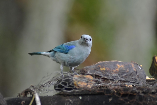 pajaro cantor