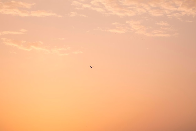 Foto pajaro volando al amanecer