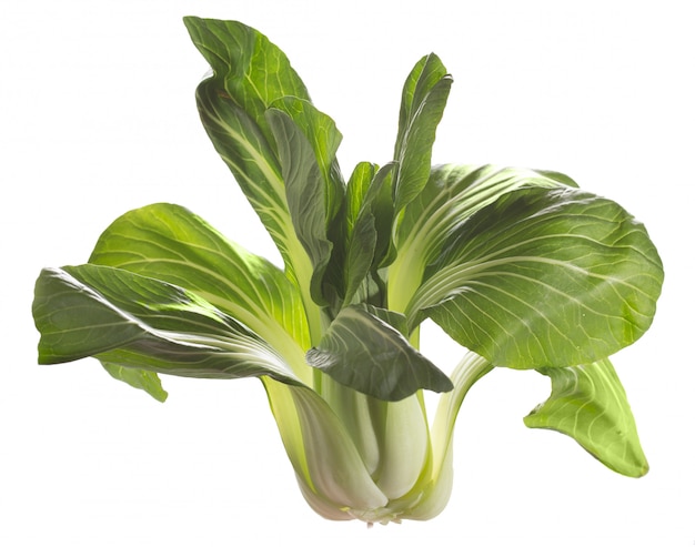 Pak Choi plant, Aziatische groente, klaar om te koken