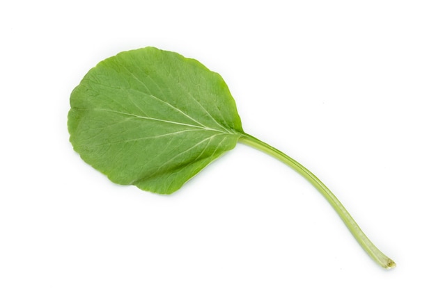 Pakchoi Chinese cabbage on background