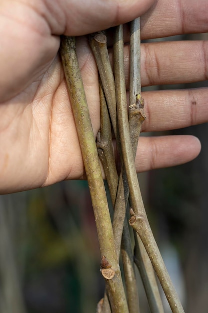 Pakistaanse moerbei fruitboom die close-up in de hand houdt