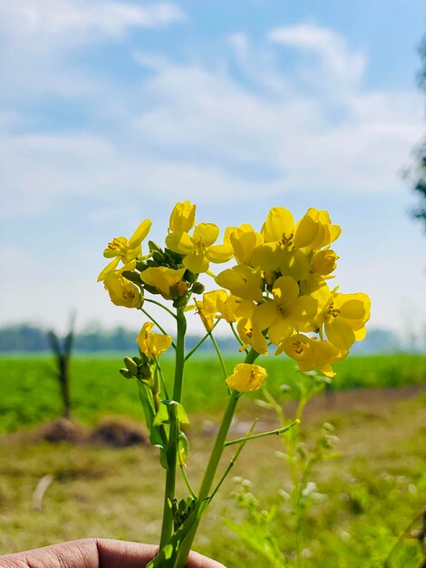 Photo pakistan farm view