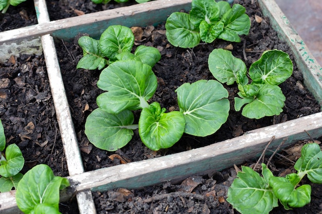 Paksoi in moestuin