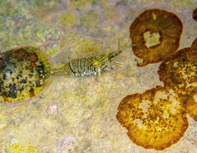 Palaemondier in het water