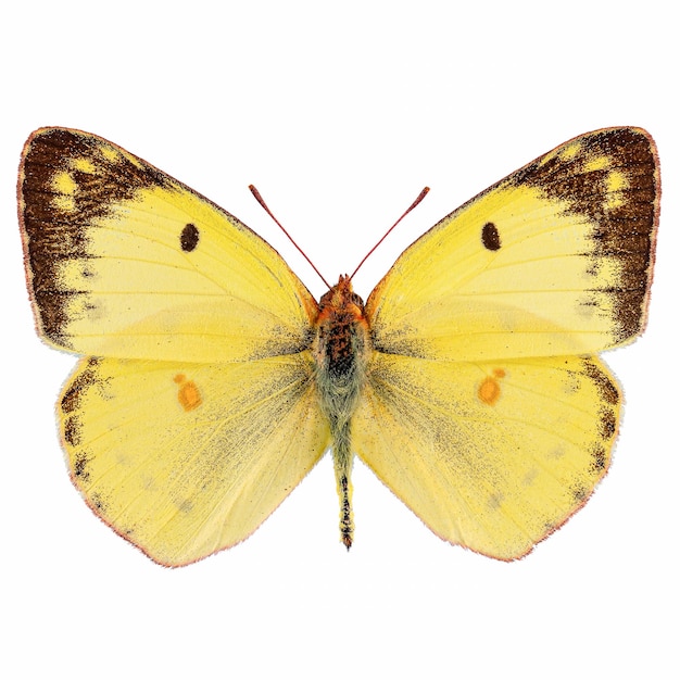 Pale clouded yellow butterfly