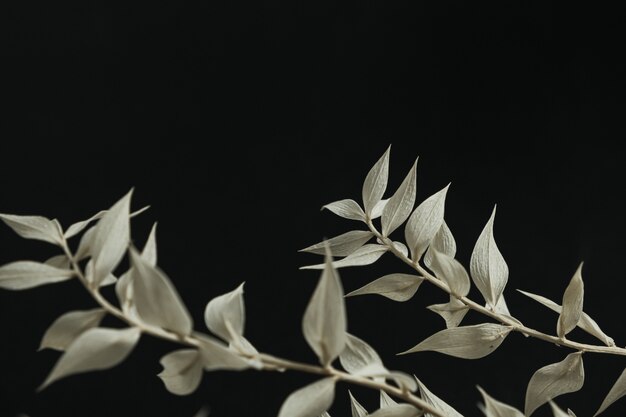 Photo pale green dry plant branch on black