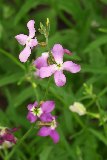 Foto lilla pallido matthiola cresce nel giardino di coltivazione del concetto di fiori