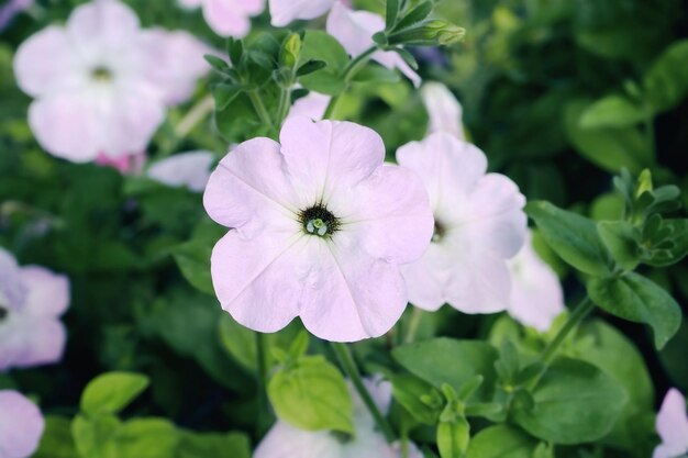 花の庭のベッドで育つ白い紫のペトゥニア