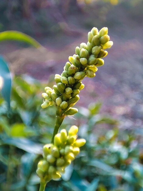 PALE PERSICARIA FLOWER