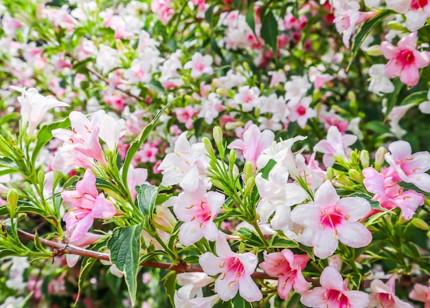 Pale pink flowers of weigela florida variegata floral background