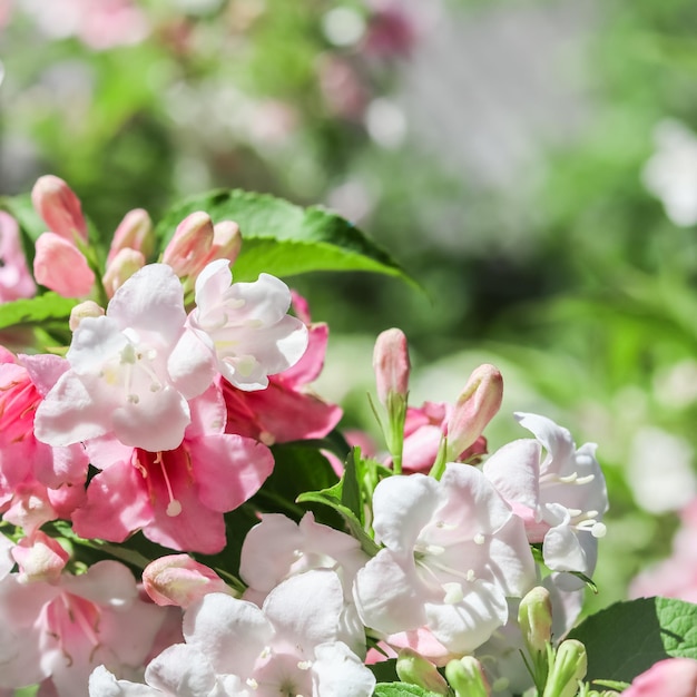 Pale pink flowers of Weigela Florida Variegata Floral background