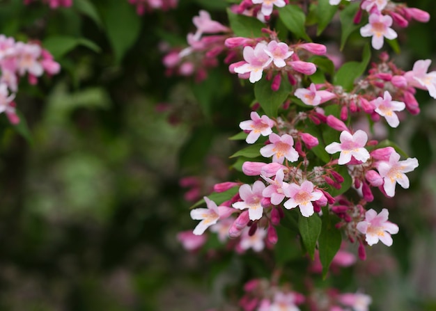 ぼやけた葉の背景を持つ淡いピンクの花