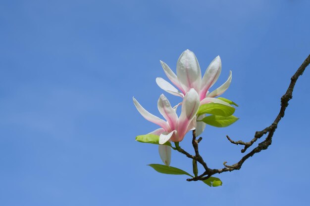 写真 青い空の背景のクローズアップで淡いピンクのマグノリアの花がいています