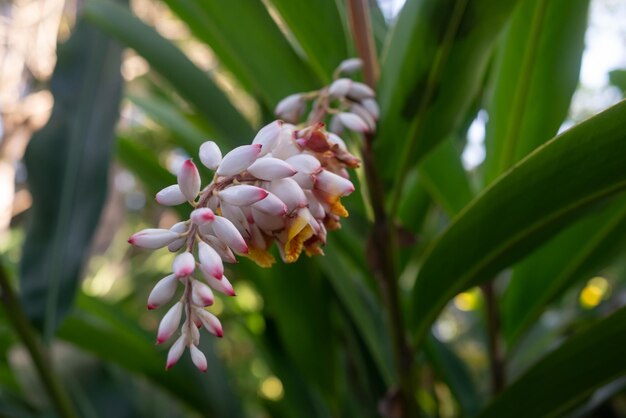Pale pink red and yellow flowers of Alpinia zerumbet or shell ginger Exotic asian flora Closeup of colorful flowers on blurry green leaves background Summer nature wallpaper