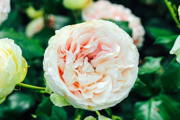 pale pink rose blooming luxuriantly in the garden