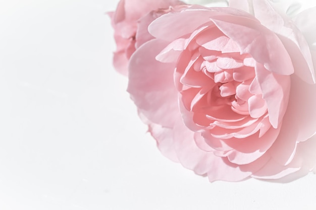 Pale pink rose flower isolated on white background Soft focus