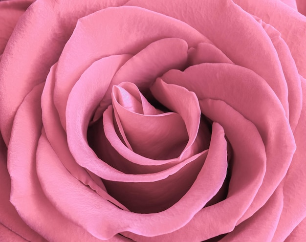 Бледно-розовые лепестки роз Макро цветы фон для праздничного дизайна бренда Мягкий фокус