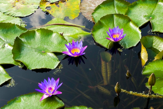 бледно-фиолетовые цветки водяной лилии и большие зеленые листья в пруду