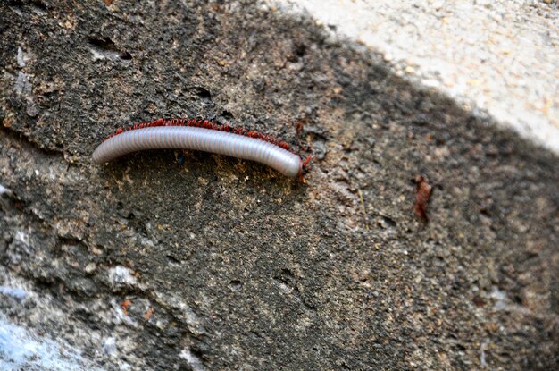 Photo pale white millipedes