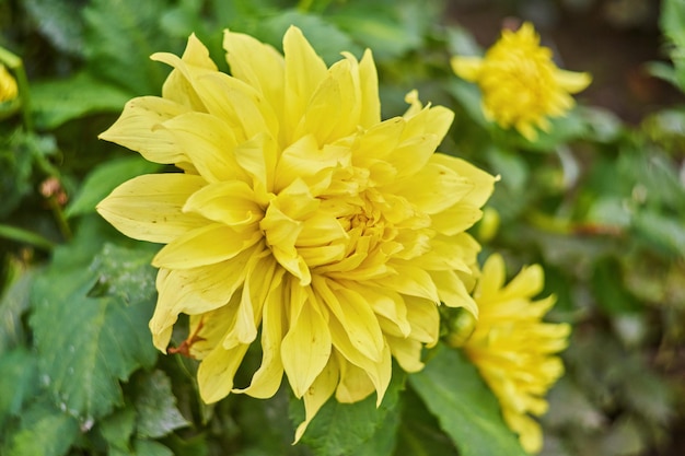 Pale yellow chrysanthemum flower background